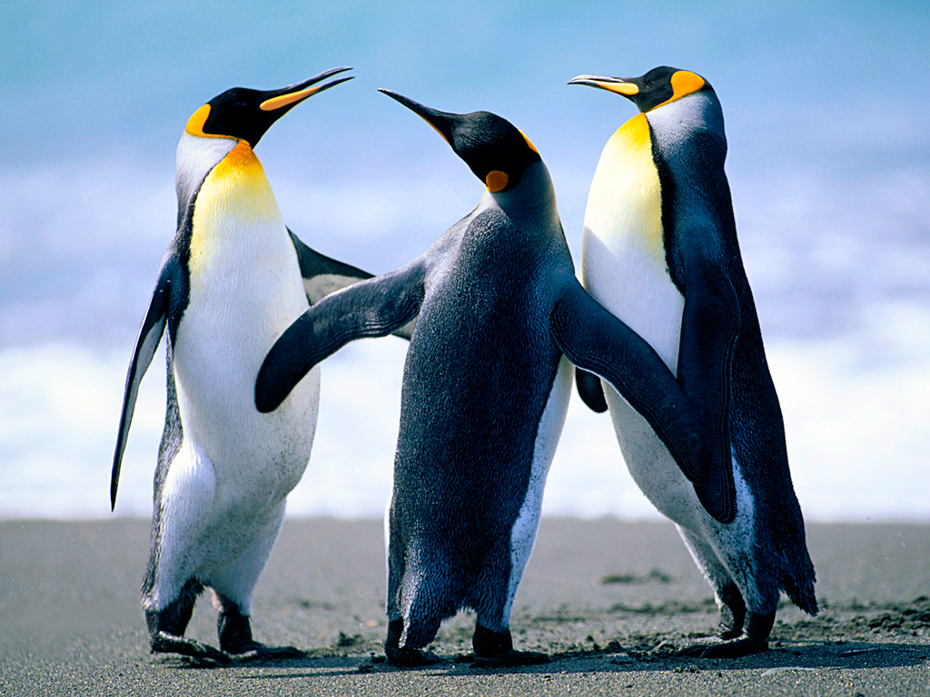 Just Penguins